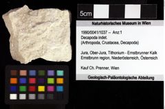 Foto (Objket + Etiketten) von Decapoda indet. 